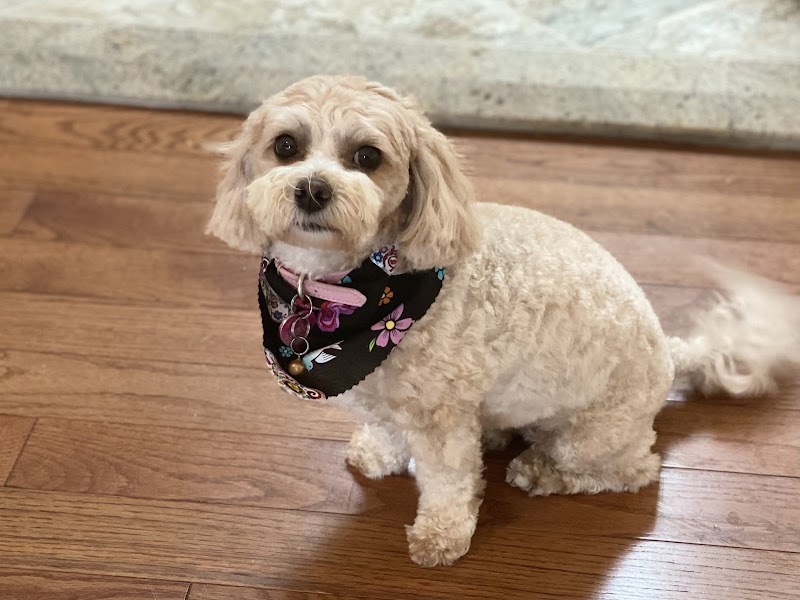 Diane's Professional Animal, photo 2