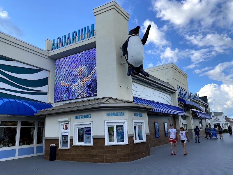 Jenkinson's Aquarium, photo 2