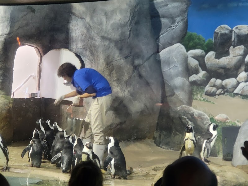 Jenkinson's Aquarium, photo 3