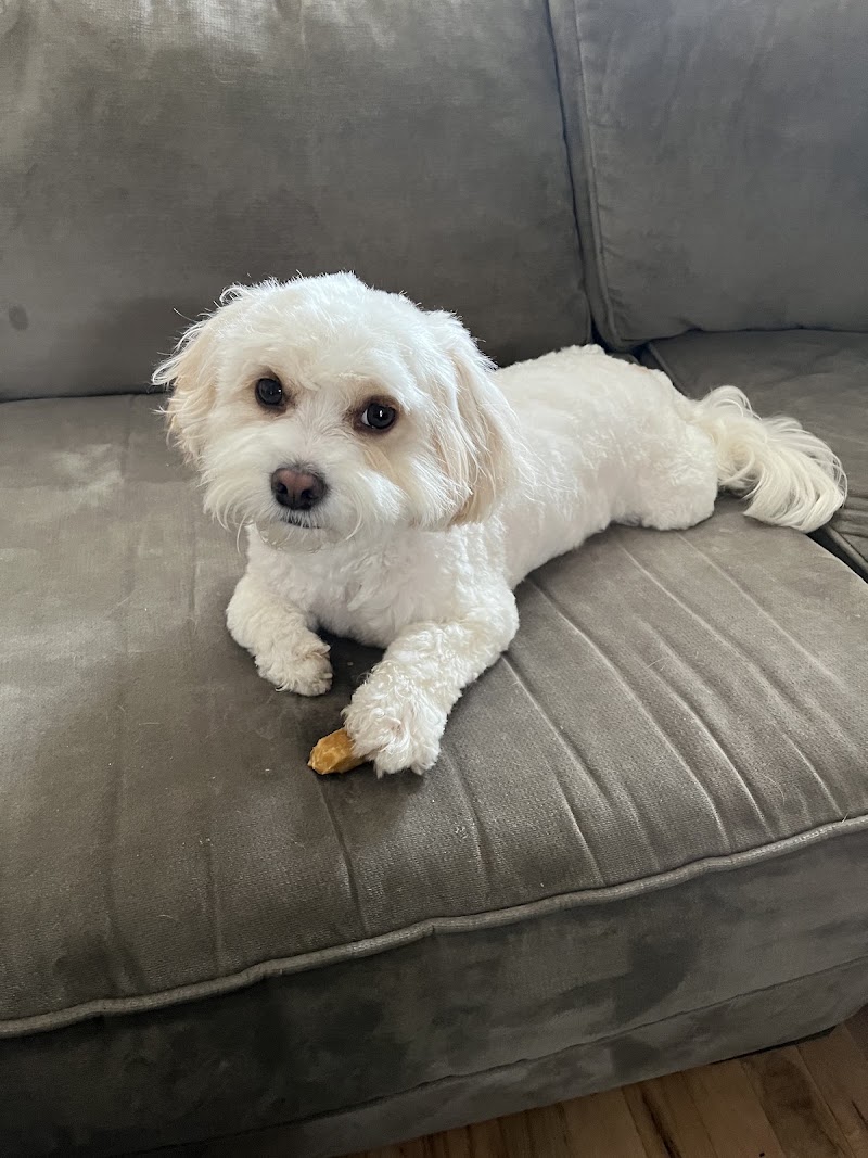 Kelly's Pet Grooming, photo 3