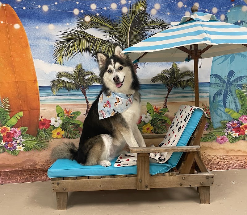 Over the Moon Dog Grooming, photo 2