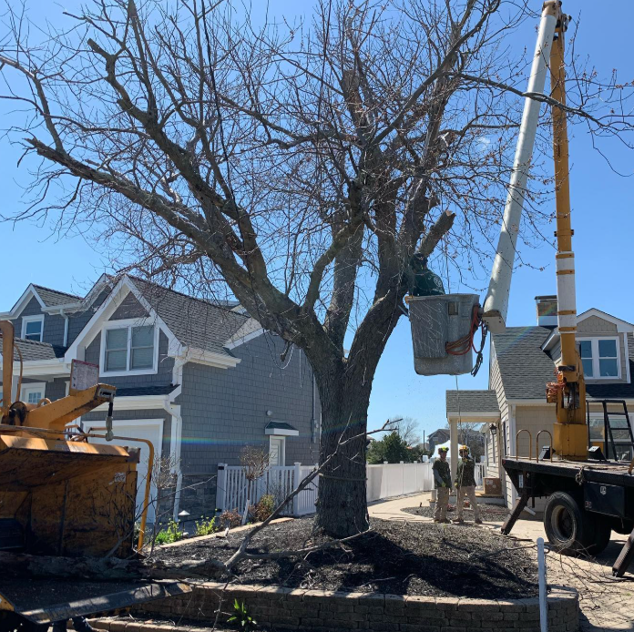 R.T. Davies Inc. Tree Experts, photo 2