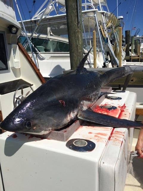 Reel Class Point Pleasant Fishing Charters, photo 2