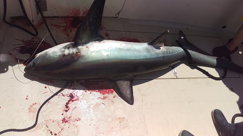 Reel Class Point Pleasant Fishing Charters, photo 3