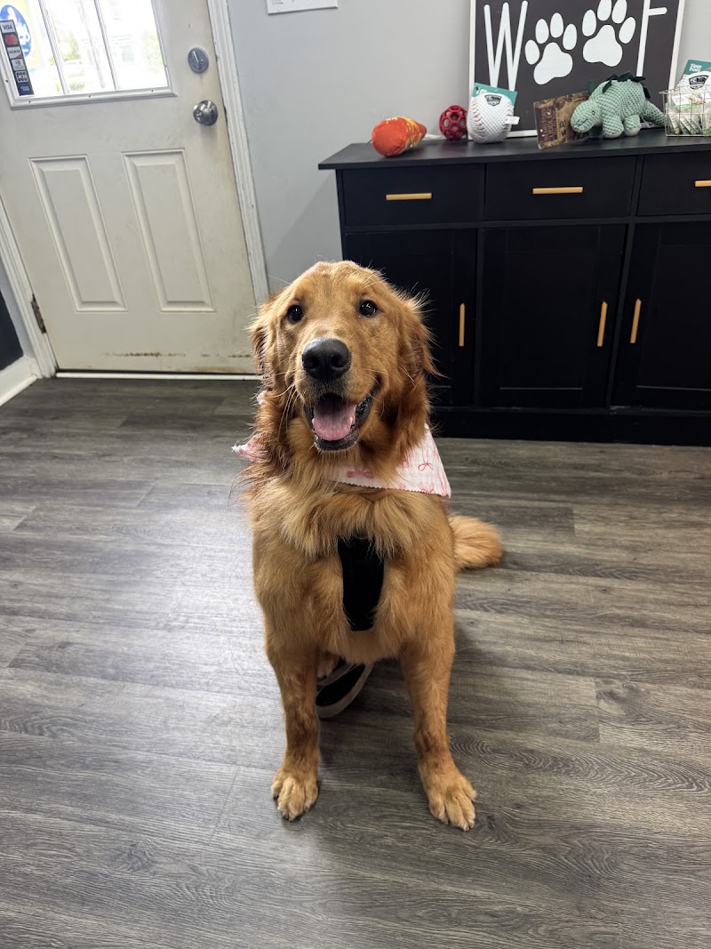 The Mutt Hut Dog Grooming, photo 2