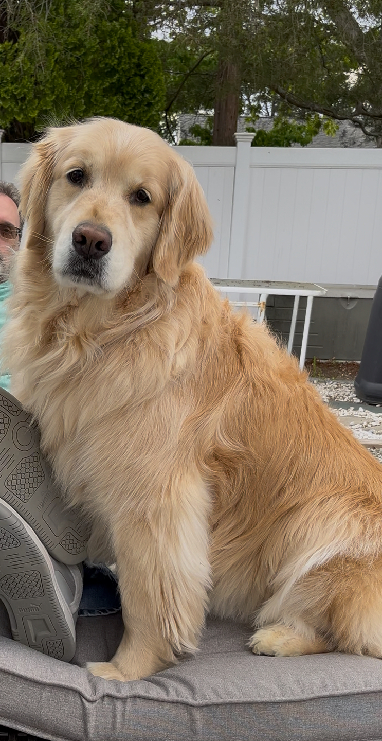 The Mutt Hut Dog Grooming, photo 3